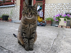 Micky dans la cour 4